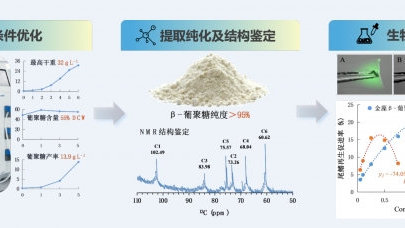水生所在藻源β-1,3-葡聚糖開發(fā)方面取得進展 海洋生物活性物質(zhì)提取技術(shù)新突破